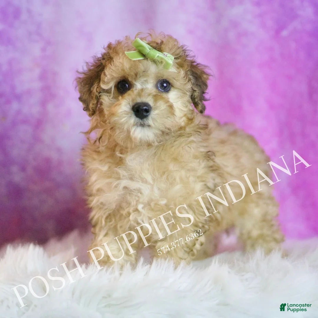 Toy Poodle dogs for sale: Blitzen - Ad 5