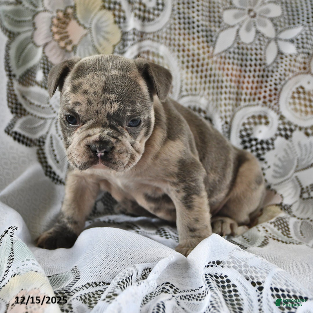 French Bulldog dogs for sale: Waffles - Ad 4