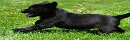 Labrador Retriever dogs for sale: Luna - Ad 7