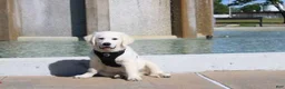 Golden Retriever dogs for sale: Buster - Ad 3