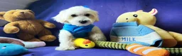 Maltipoo dogs for sale: Bubbles - Ad 5
