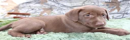Labrador Retriever dogs for sale: Mike - Ad 4