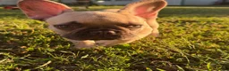 French Bulldog dogs for sale: French Bulldog 2 - Ad 5