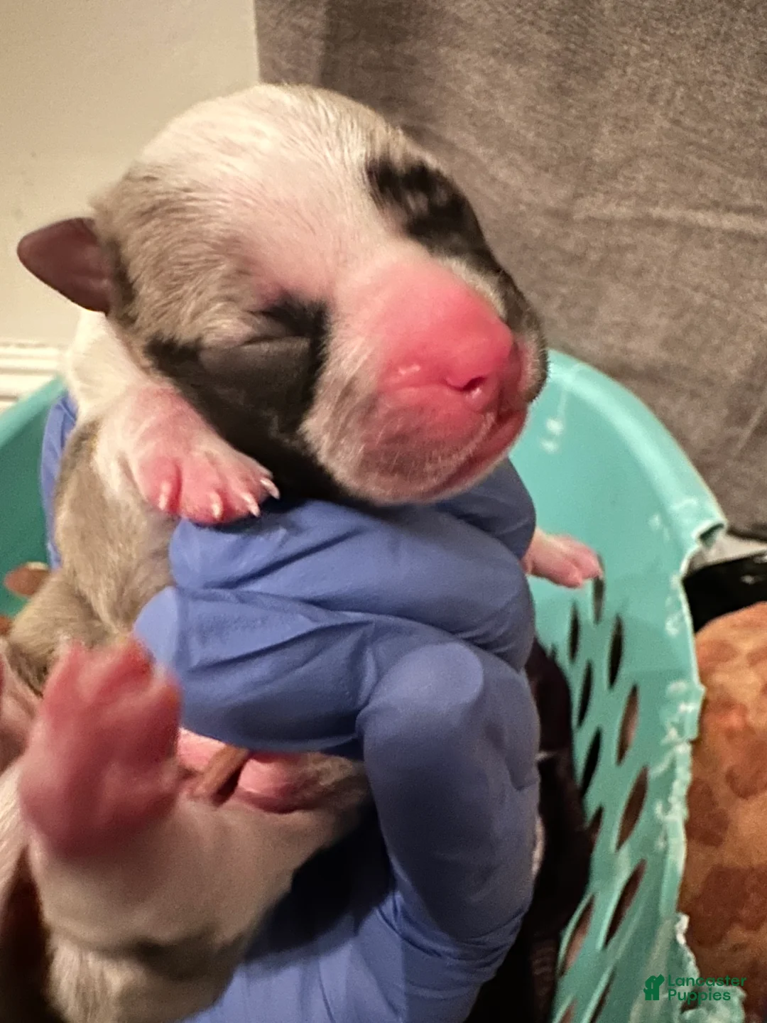 Mixed Breed dogs for sale: Mixed Breed Puppy 4 - Ad 1