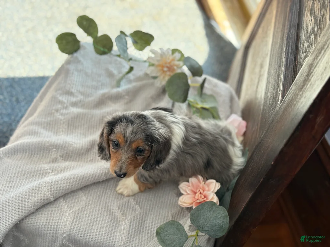 Miniature Dachshund dogs for sale: Murphy - Ad 10