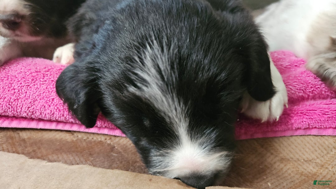 Border Collie dogs for sale: Border Collie Puppy 1 - Red - Ad 43