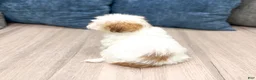 Havanese dogs for sale: Daisy - Ad 5