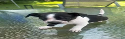 Mixed Breed dogs for sale: Oreo - Ad 4