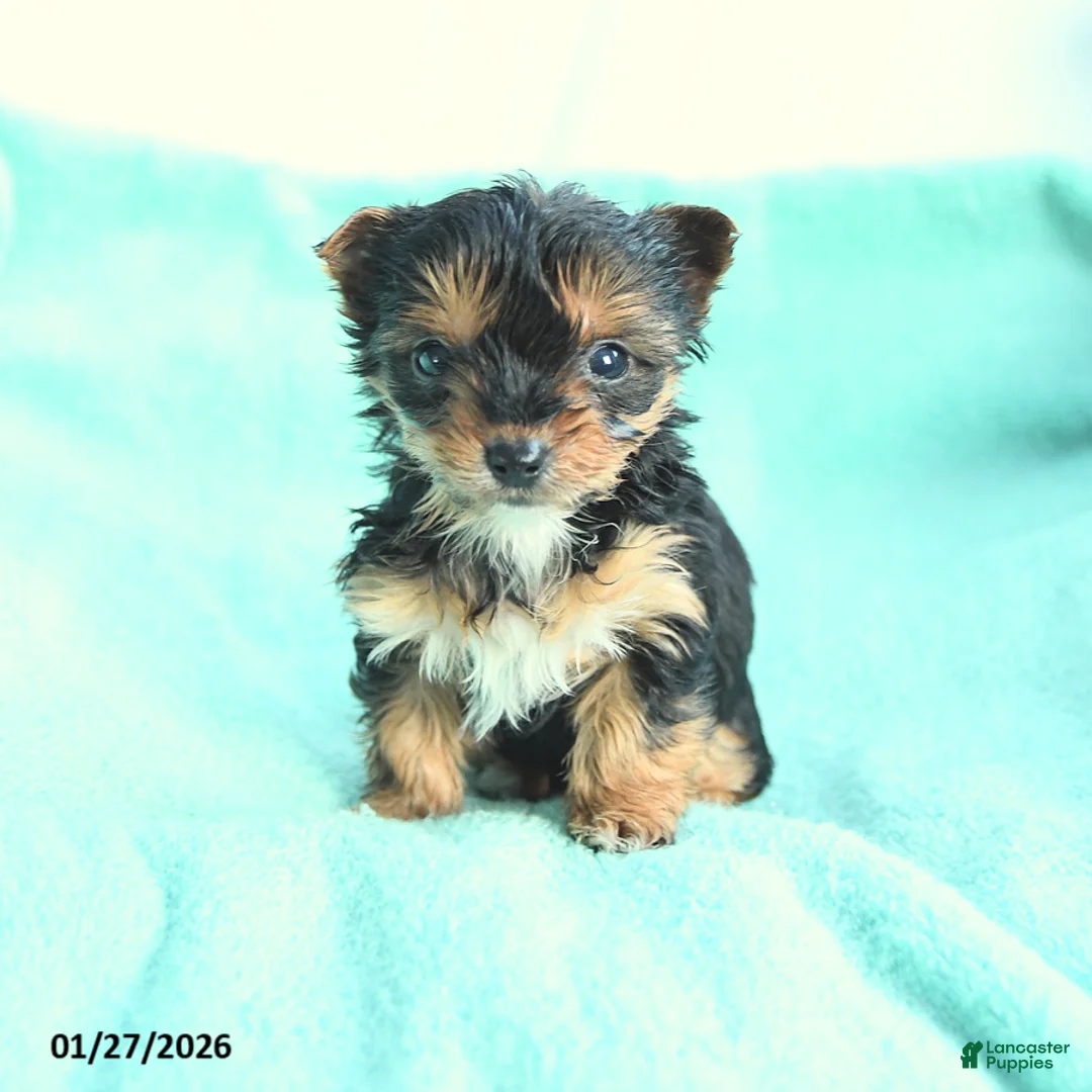 Yochon dogs for sale: Tiny Tinker - Ad 1