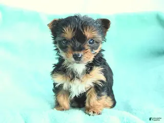 Yochon dogs Tiny Tinker - Ad 9