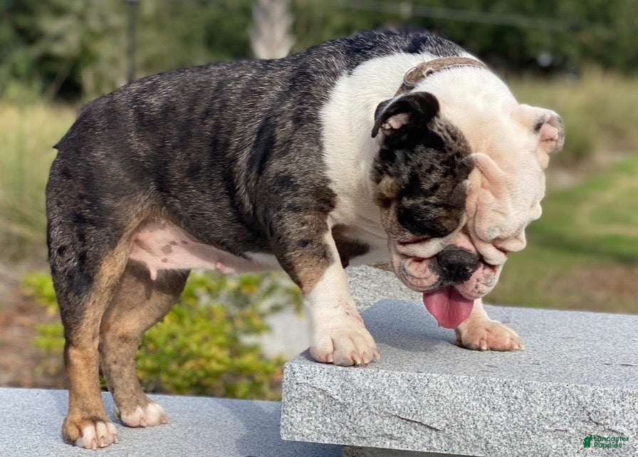 English Bulldog dogs for sale: Monet - Ad 2
