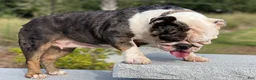 English Bulldog dogs for sale: Monet - Ad 2
