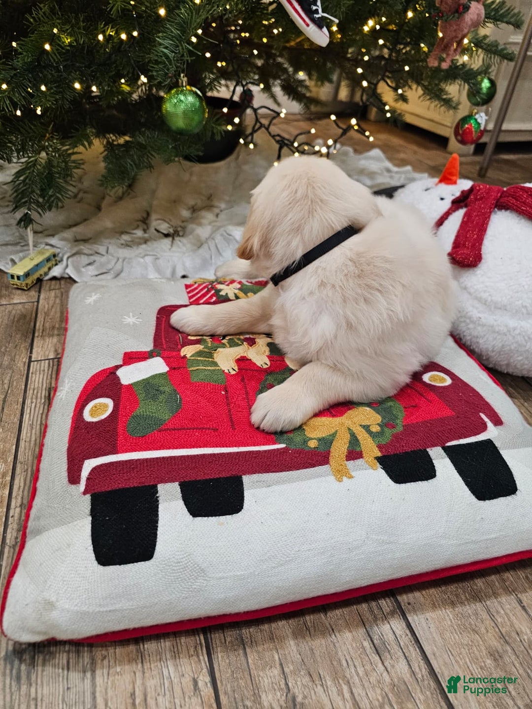 Golden Retriever dogs for sale: Golden Retriever Puppy 4 - Ad 11