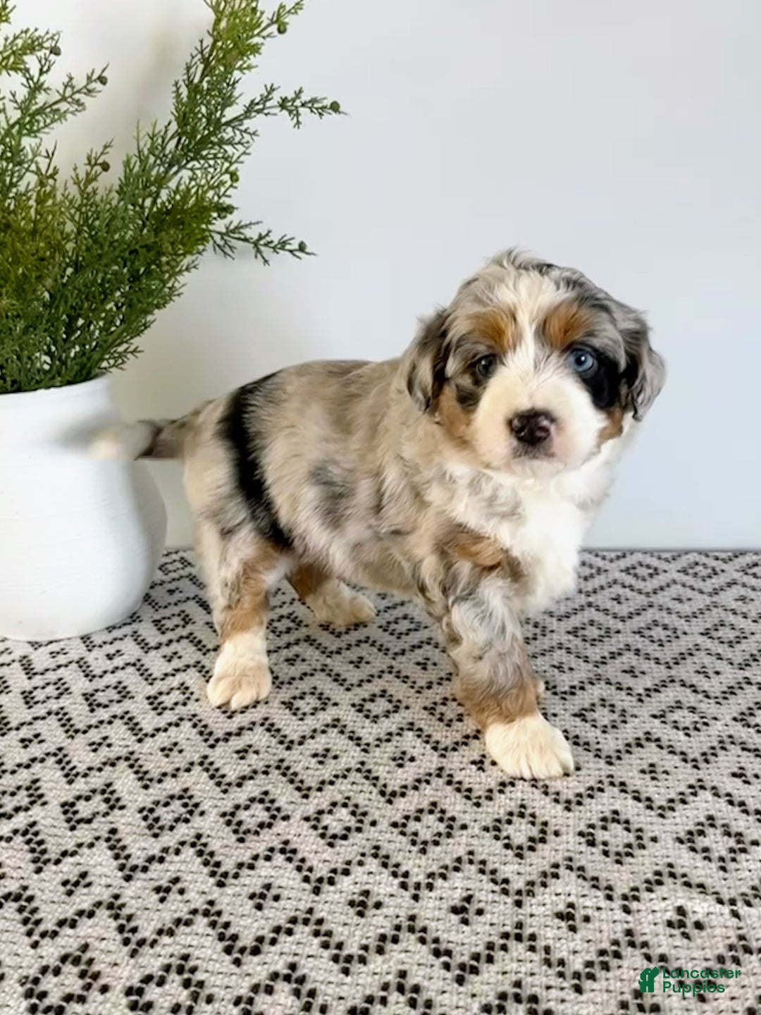 Mini Aussiedoodle dogs for sale: Barkley - Ad 3