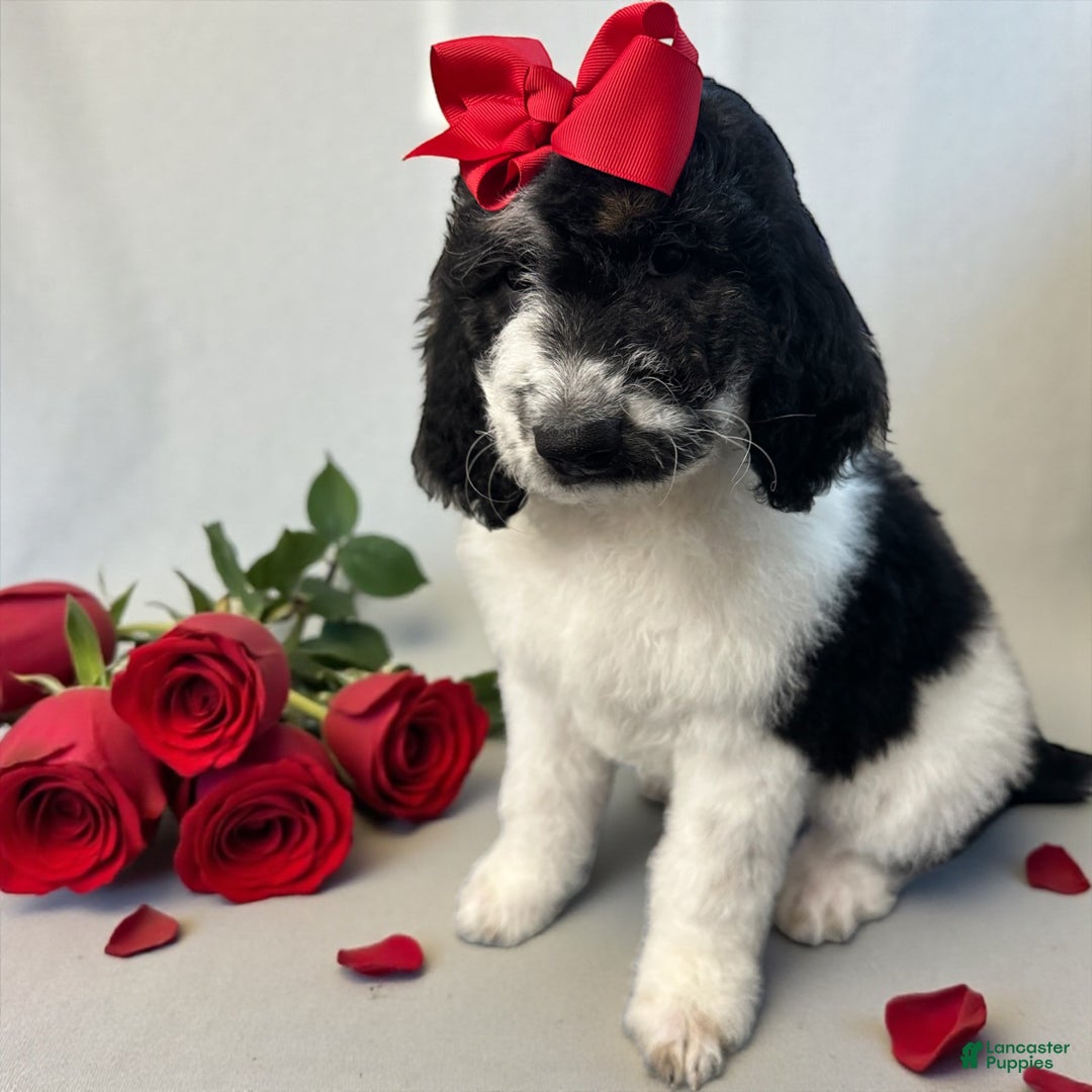 Goldendoodle dogs for sale: Goldendoodle Puppy 1 - Ad 2