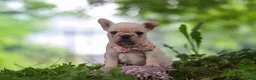French Bulldog dogs for sale: Sophie - Ad 1