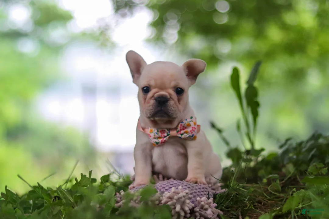 French Bulldog dogs for sale: Sophie - Ad 1