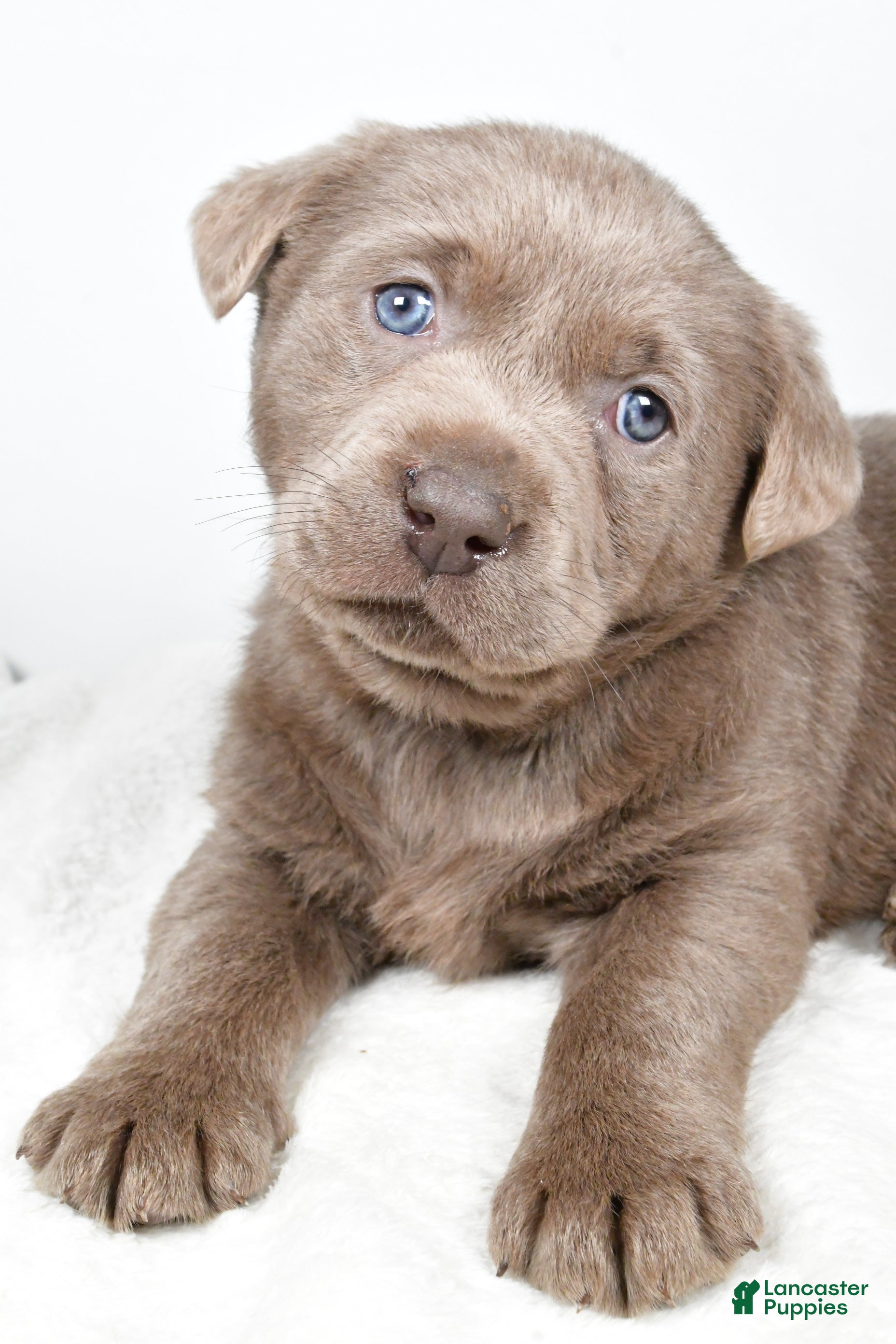 Labrador Retriever dogs Luna - Ad 2