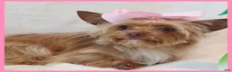 Yorkshire Terrier dogs for sale: Abby - Ad 1