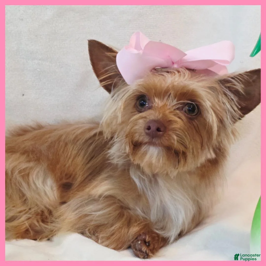 Yorkshire Terrier dogs for sale: Abby - Ad 1