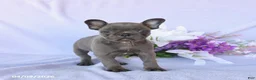 Frenchton dogs for sale: Audrey - Ad 1