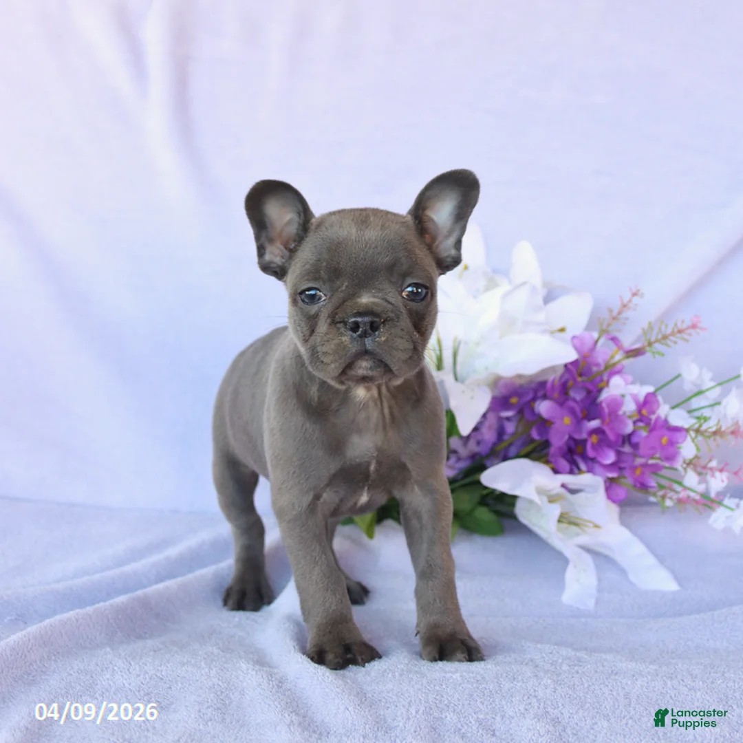 Frenchton dogs for sale: Audrey - Ad 1