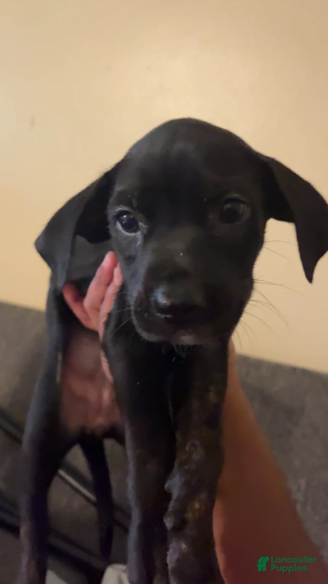 Mixed Breed dogs for sale: Mittens - Ad 5