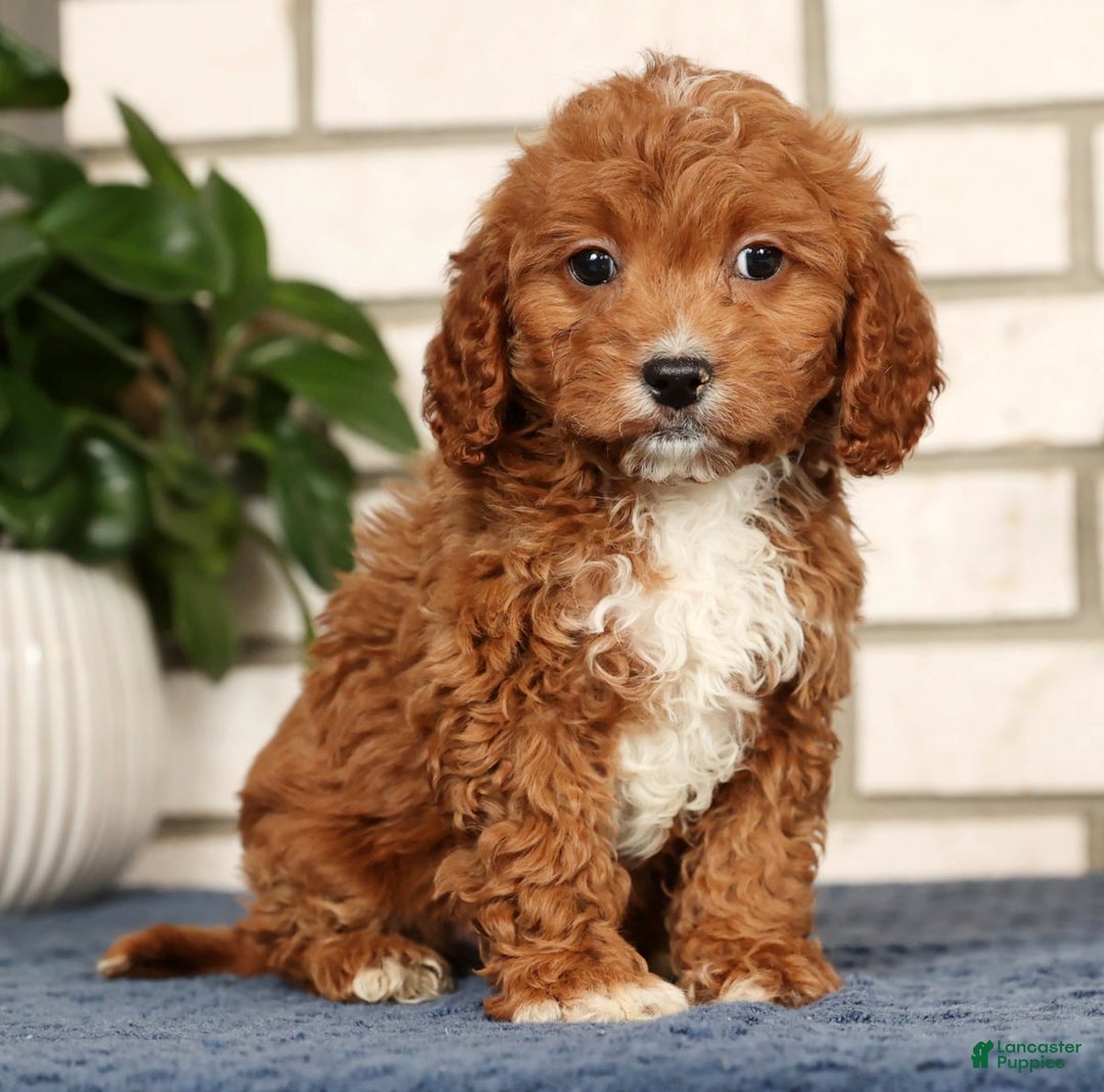Cavapoo dogs for sale: Doogie - Ad 3