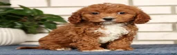 Cavapoo dogs for sale: Doogie - Ad 3