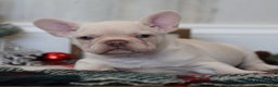 French Bulldog dogs for sale: Yuletide  - Ad 4