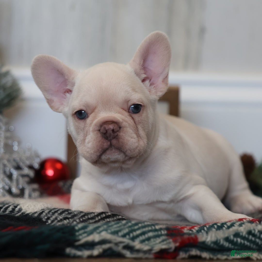 French Bulldog dogs for sale: Yuletide  - Ad 4