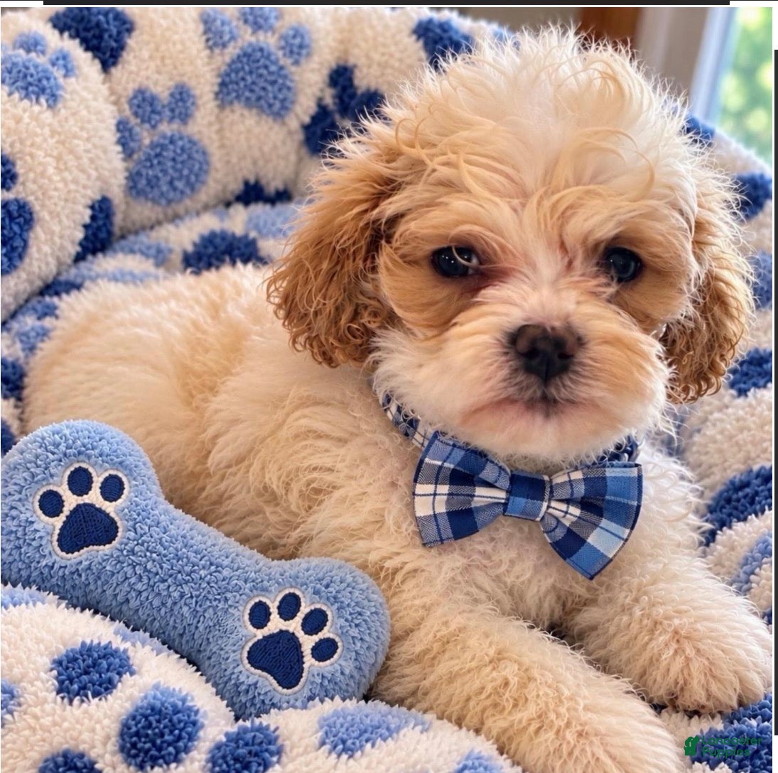 Mini Goldendoodle dogs for sale: Chewy - Ad 1