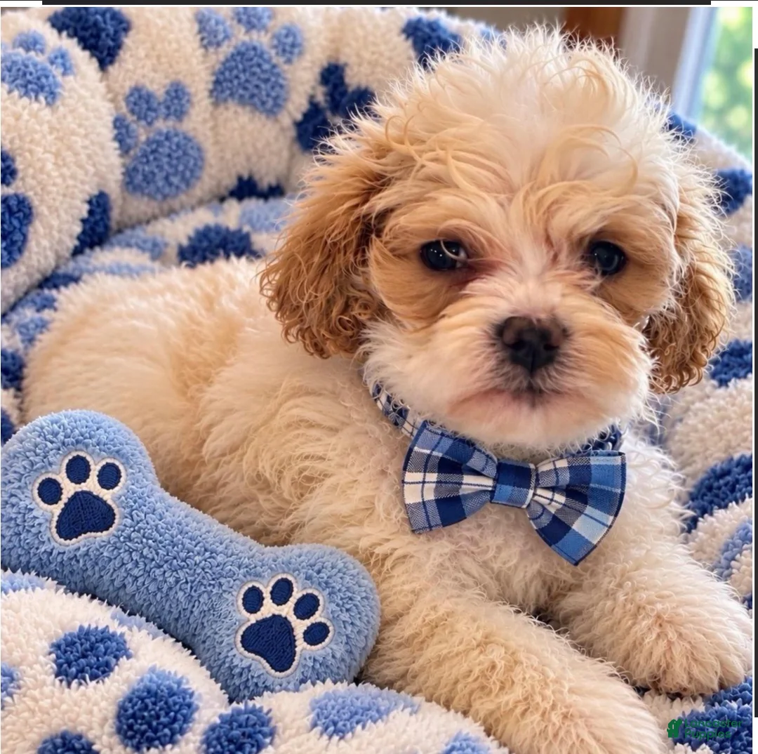 Mini Goldendoodle dogs for sale: Chewy - Ad 1