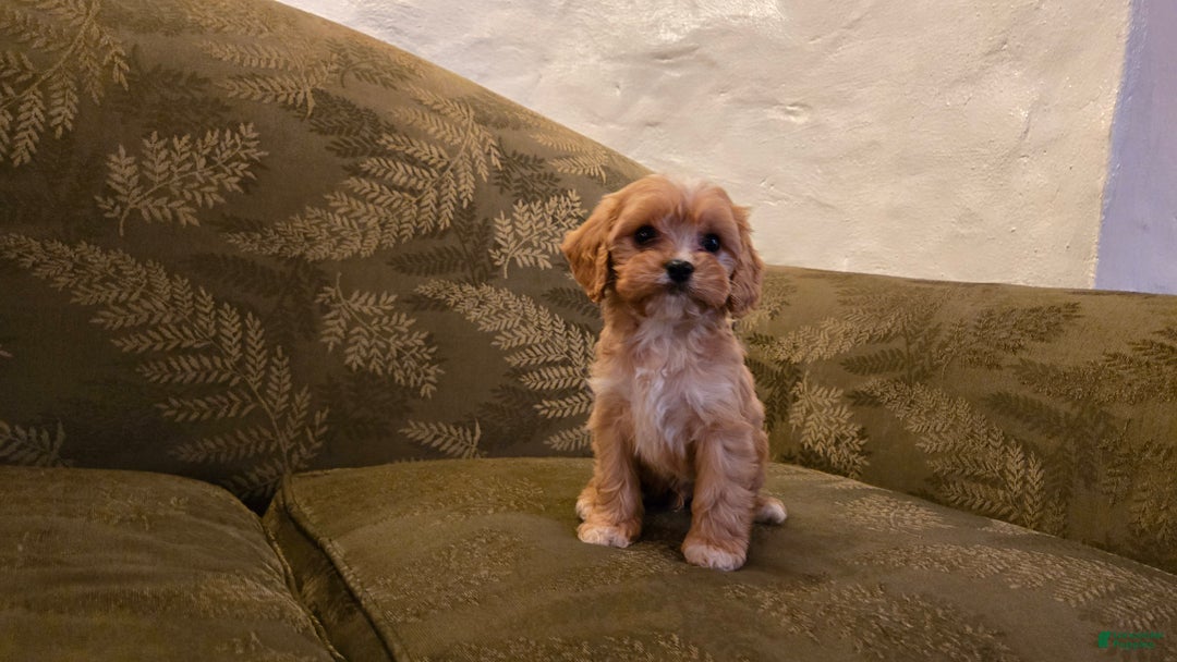 Cavapoo dogs for sale: Wyatt - Ad 7