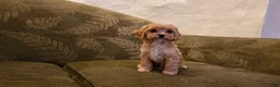Cavapoo dogs for sale: Wyatt - Ad 7