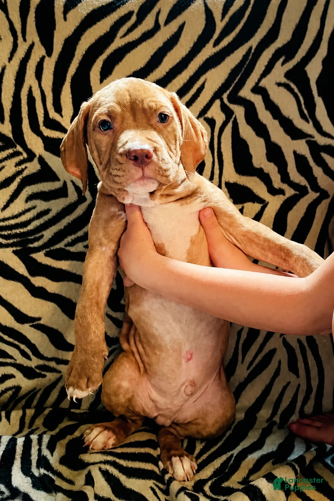 Mixed Breed dogs for sale: Mixed Breed 1 - Ad 2