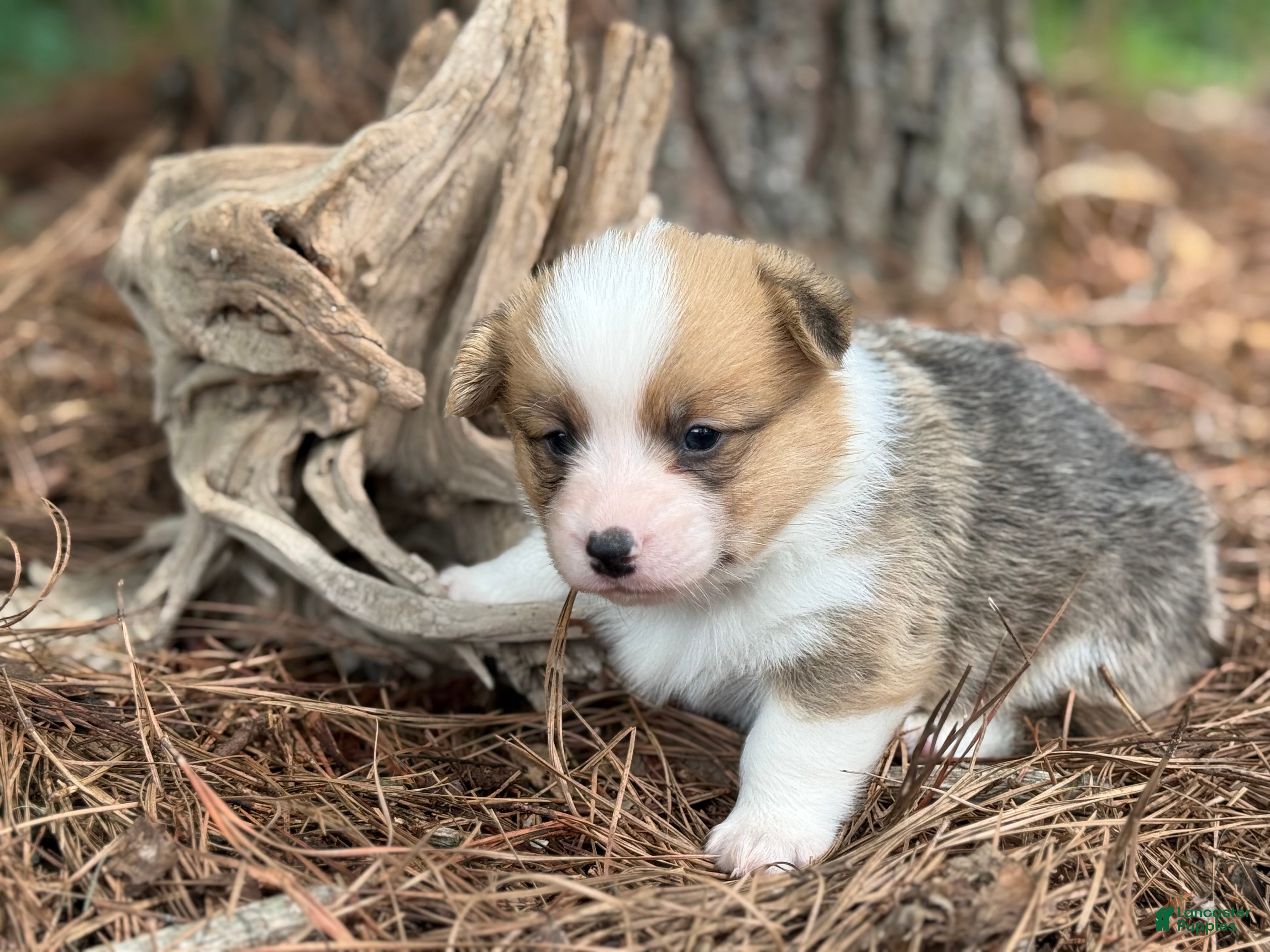 Welsh Corgi Pembroke dogs TC MALE - Ad 20