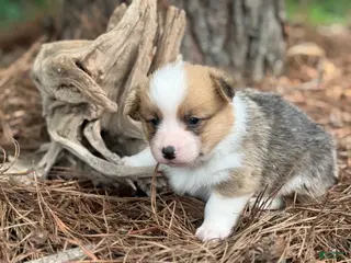Welsh Corgi Pembroke dogs TC MALE - Ad 20