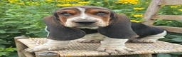 Basset Hound dogs for sale: Walter - Ad 11