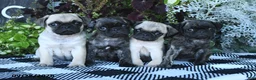 Pug dogs for sale: Gio - Ad 5