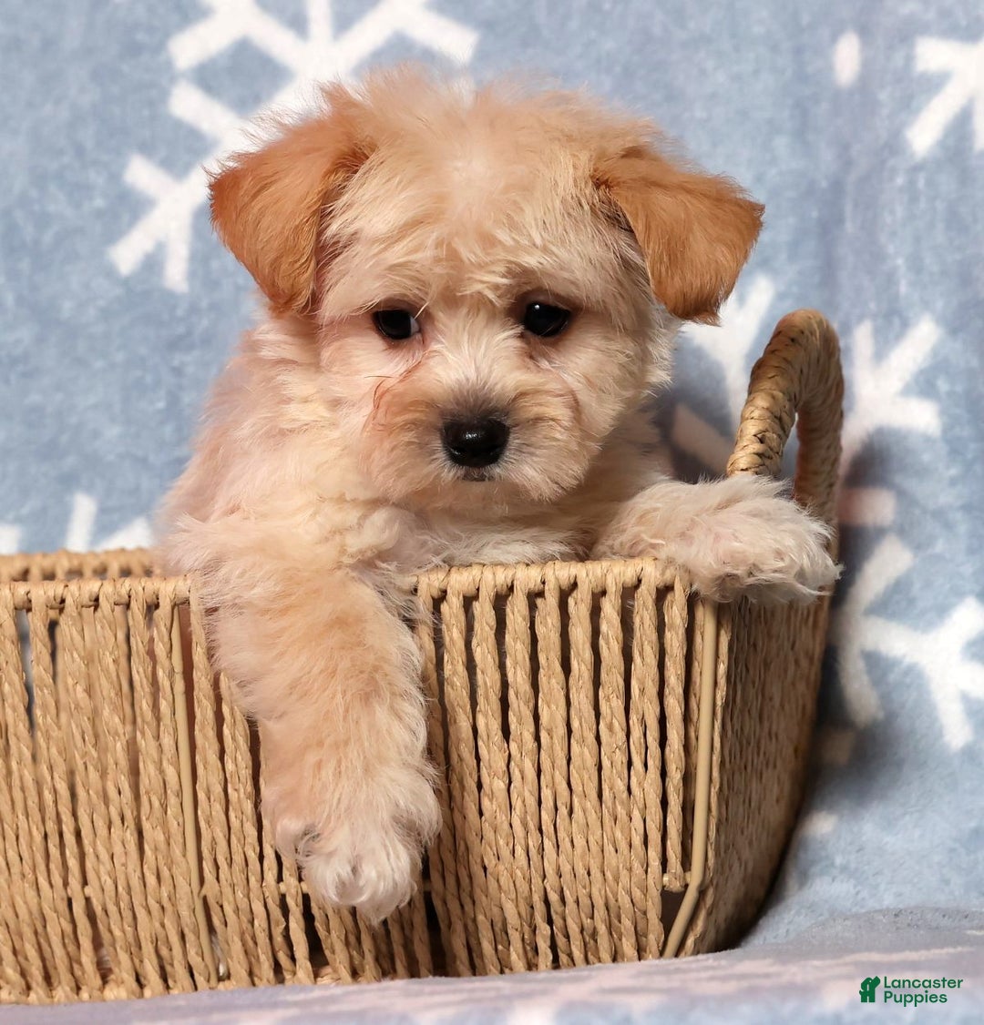 Yochon dogs for sale: Jasper - Ad 4