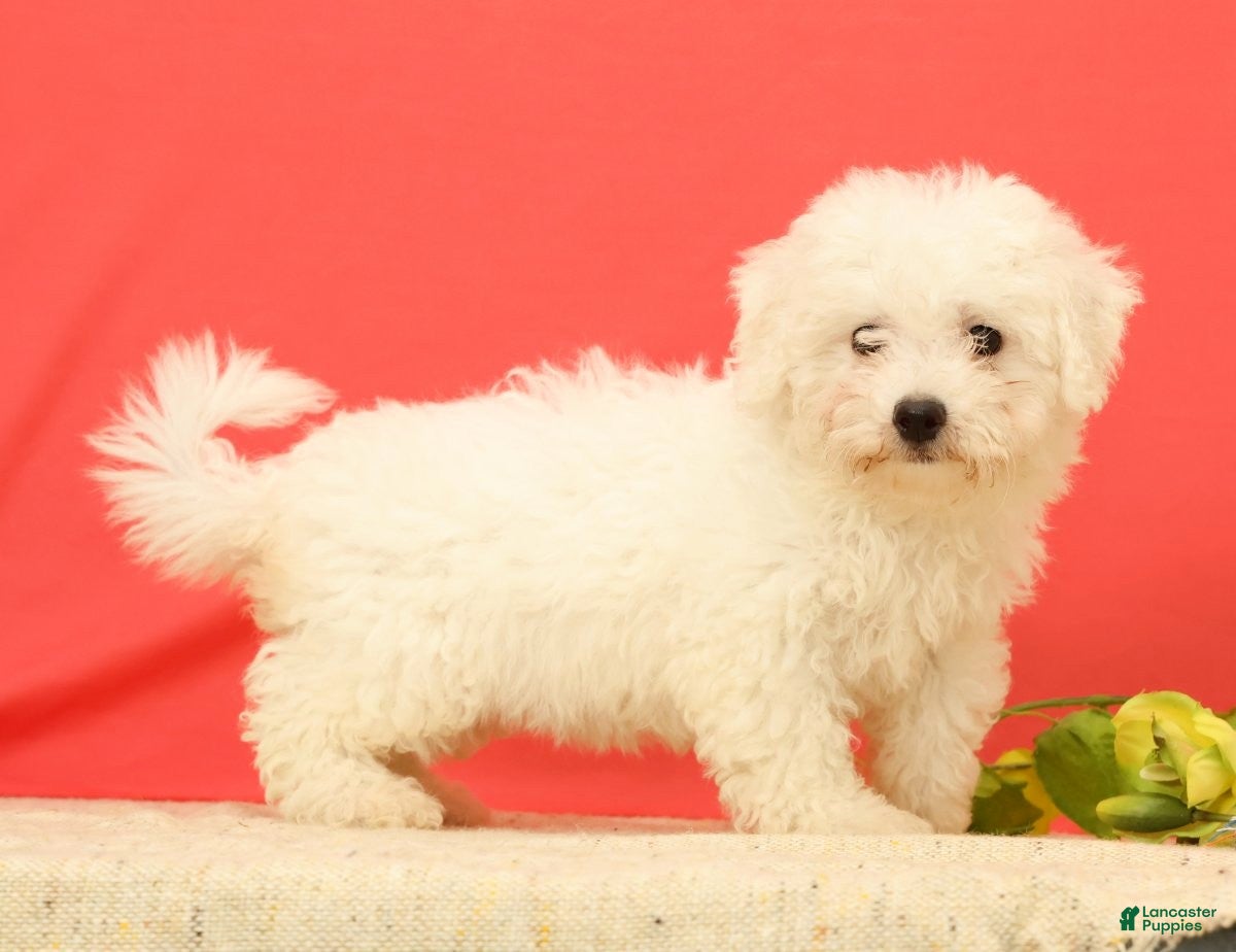 Bichon Frise dogs for sale: Ella - Ad 1