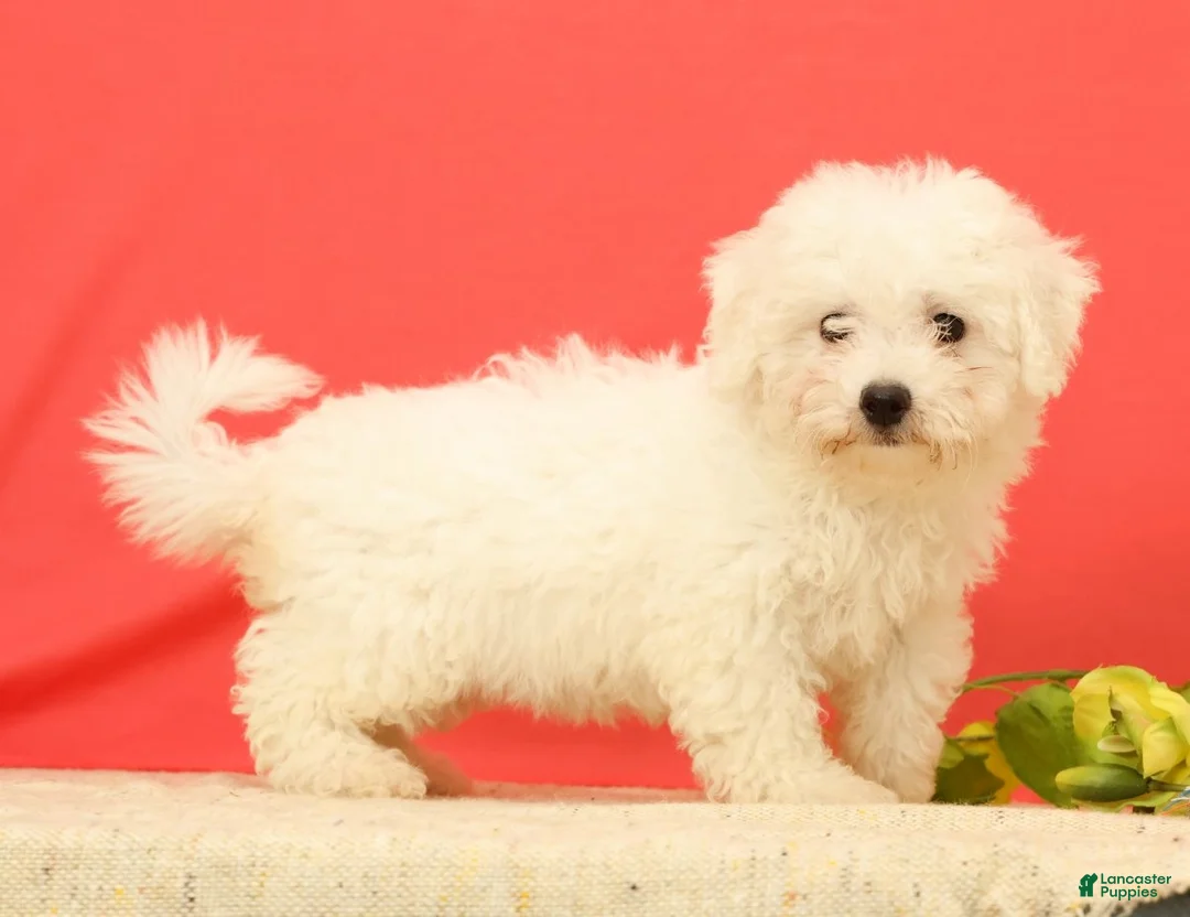 Bichon Frise dogs for sale: Ella - Ad 1
