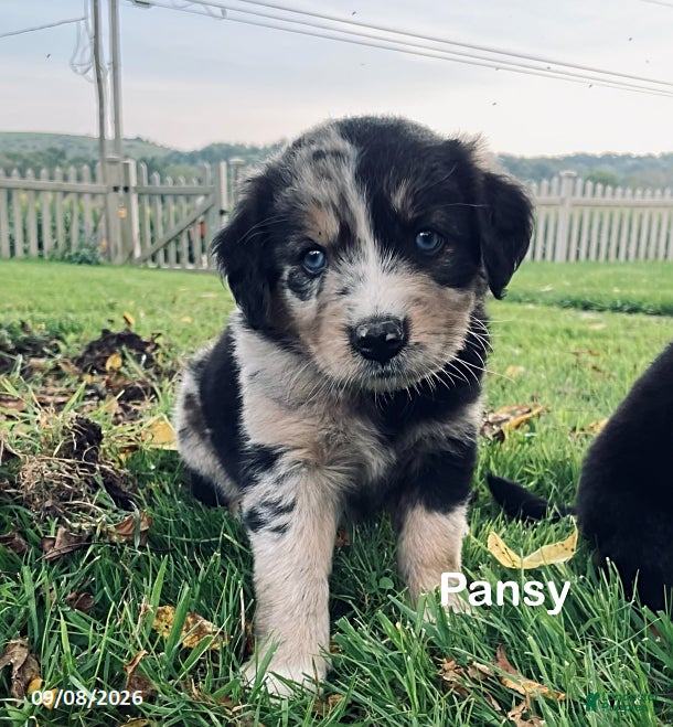 Mixed Breed dogs for sale: Pansy - Ad 3