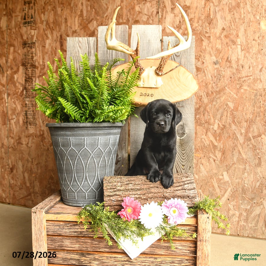 Labrador Retriever dogs Harper - Ad 1