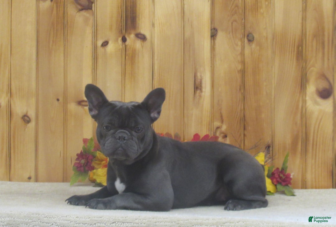 French Bulldog dogs for sale: AKC Jenna - Ad 8