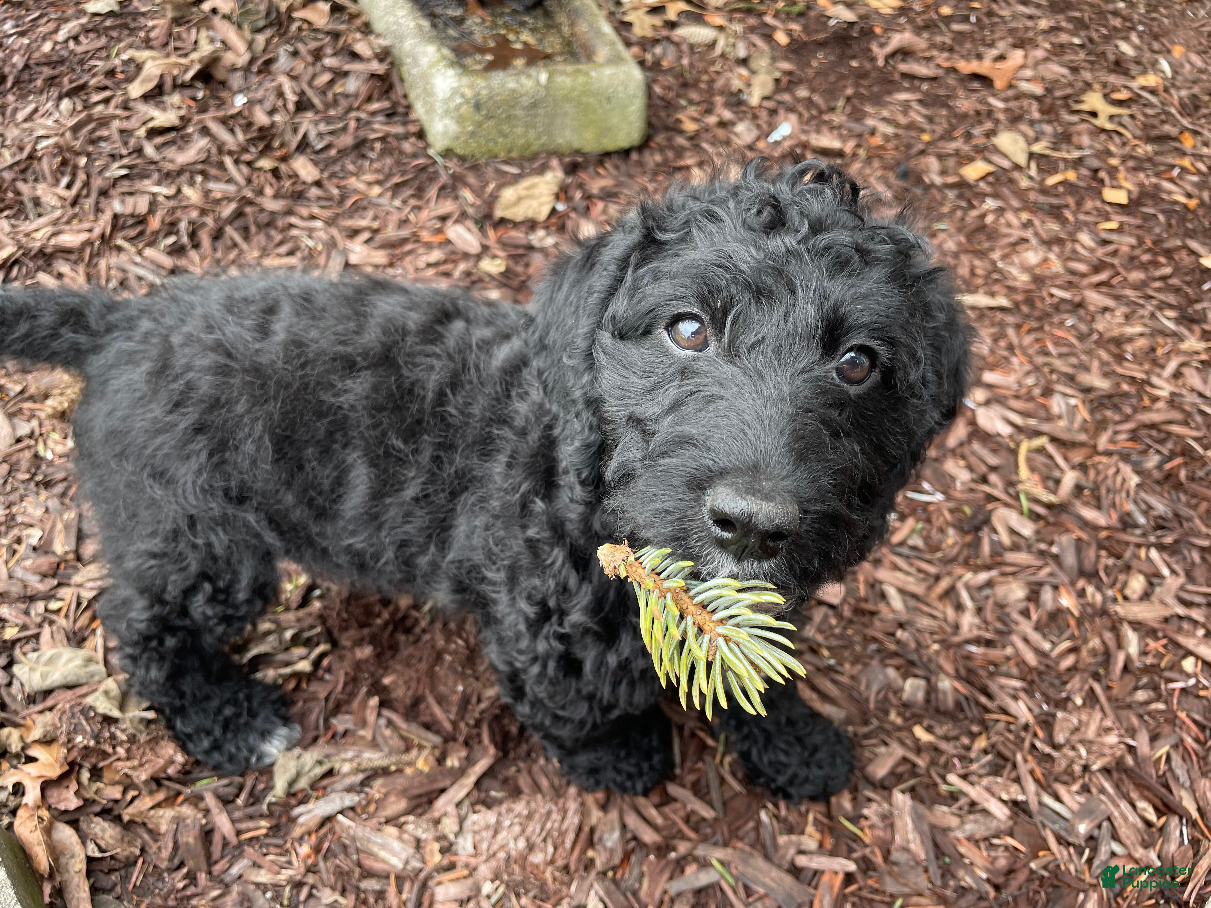 Labradoodle dogs Sailor - Ad 1