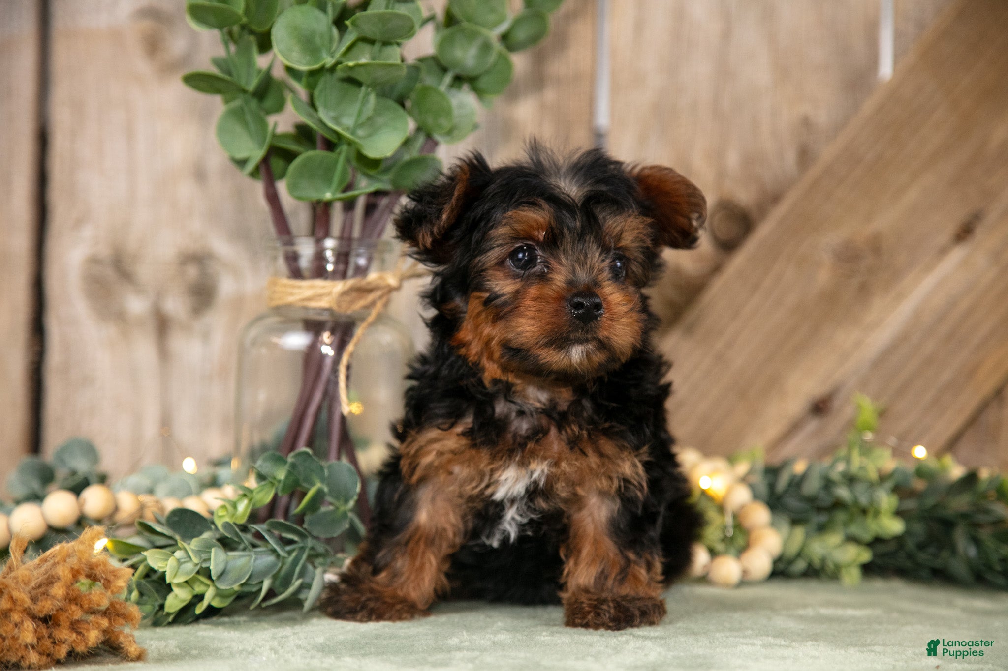 Yorkshire Terrier dogs Tucker - Ad 1