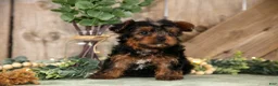 Yorkshire Terrier dogs for sale: Tucker - Ad 1