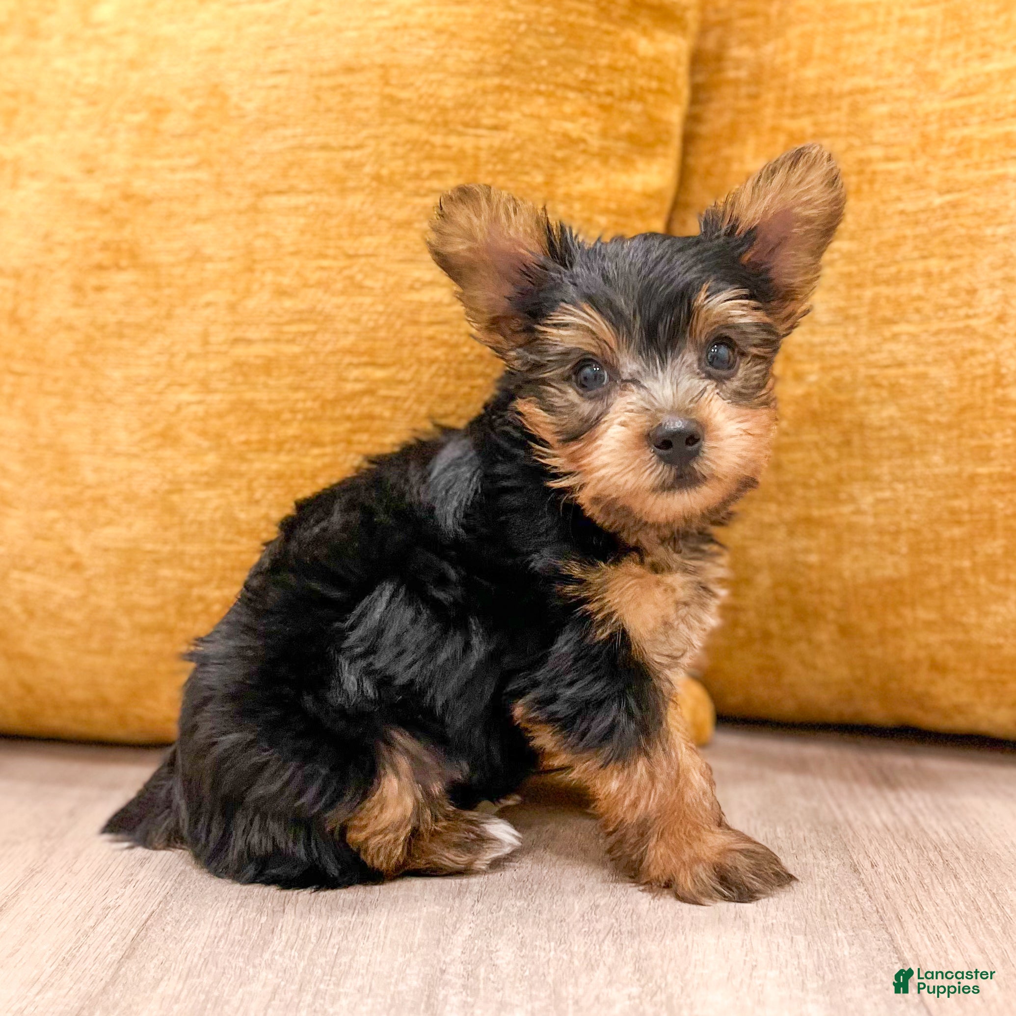 Yorkshire Terrier dogs for sale: Bear - Ad 3